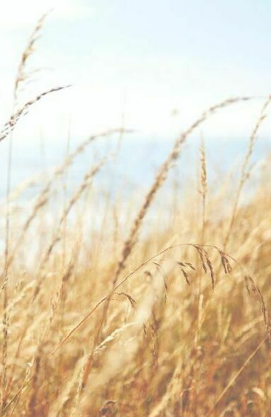 агродроны для опрыскивания цена агродроны для опрыскивания цена